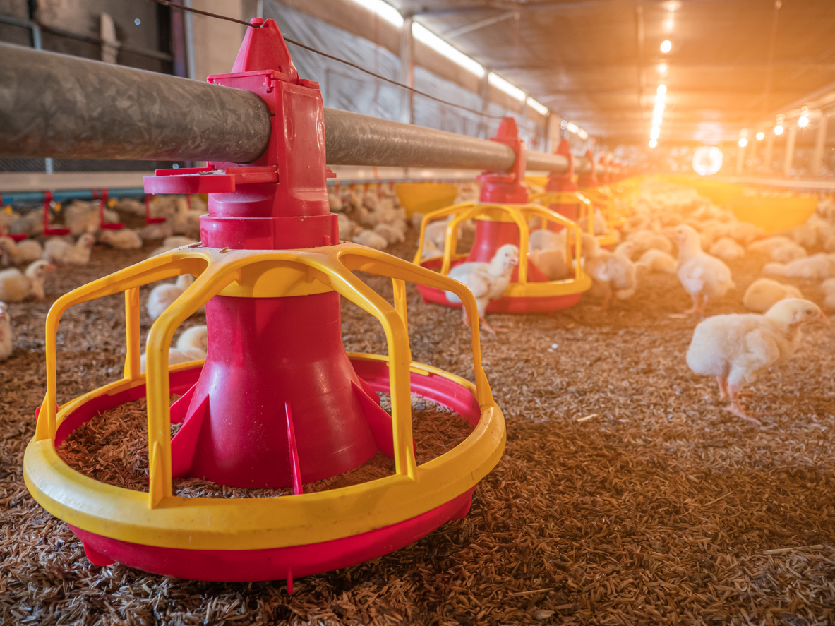 The yellow baby chickens in the business farm