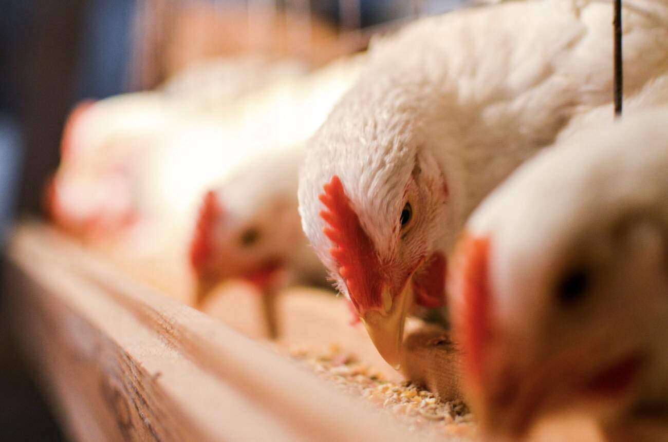 chickens feeding from autofeeder